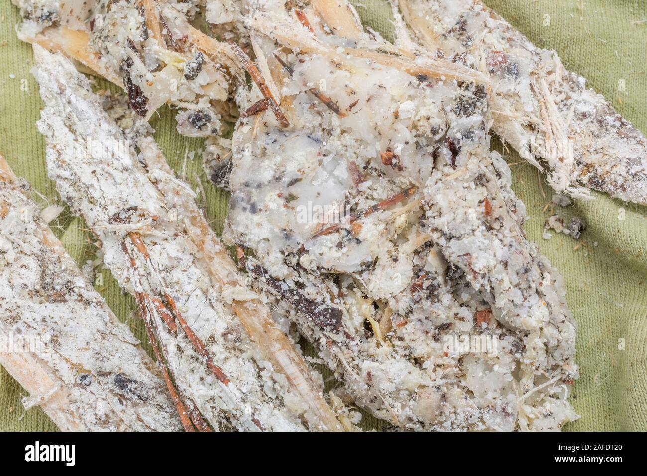 Flammable tree hires stock photography and images Alamy