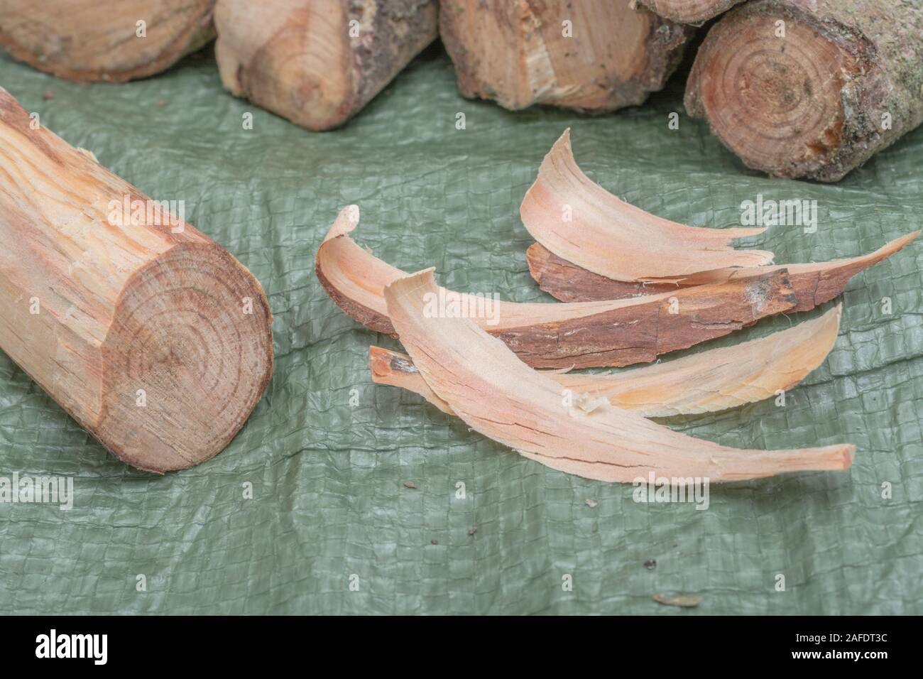Resinous tree cross section hires stock photography and images Alamy