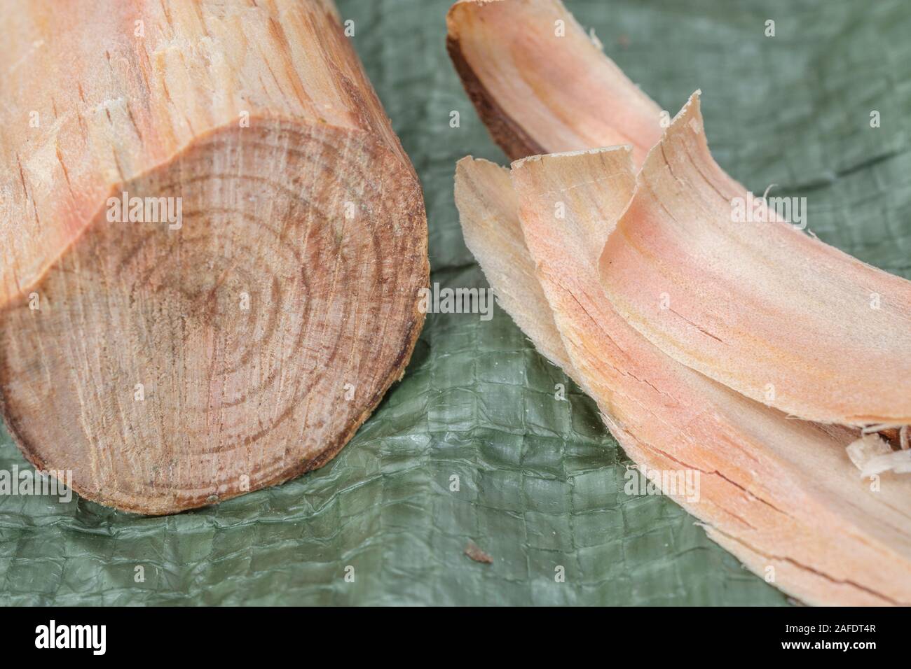 Fatwood stick & tinder from a Monteray Pine / Pinus radiata. Fatwood is