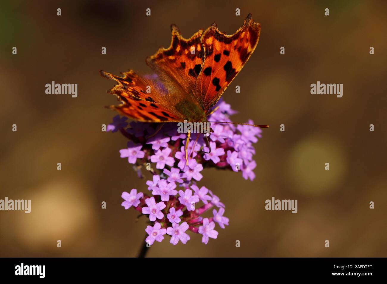 Comma butterfly nectaring on Verbena Stock Photo