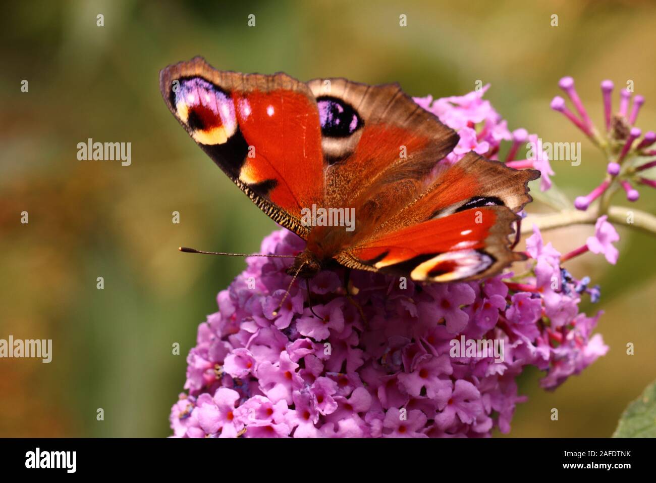 Peacock butterfly nectaring on Buddleia Stock Photo - Alamy