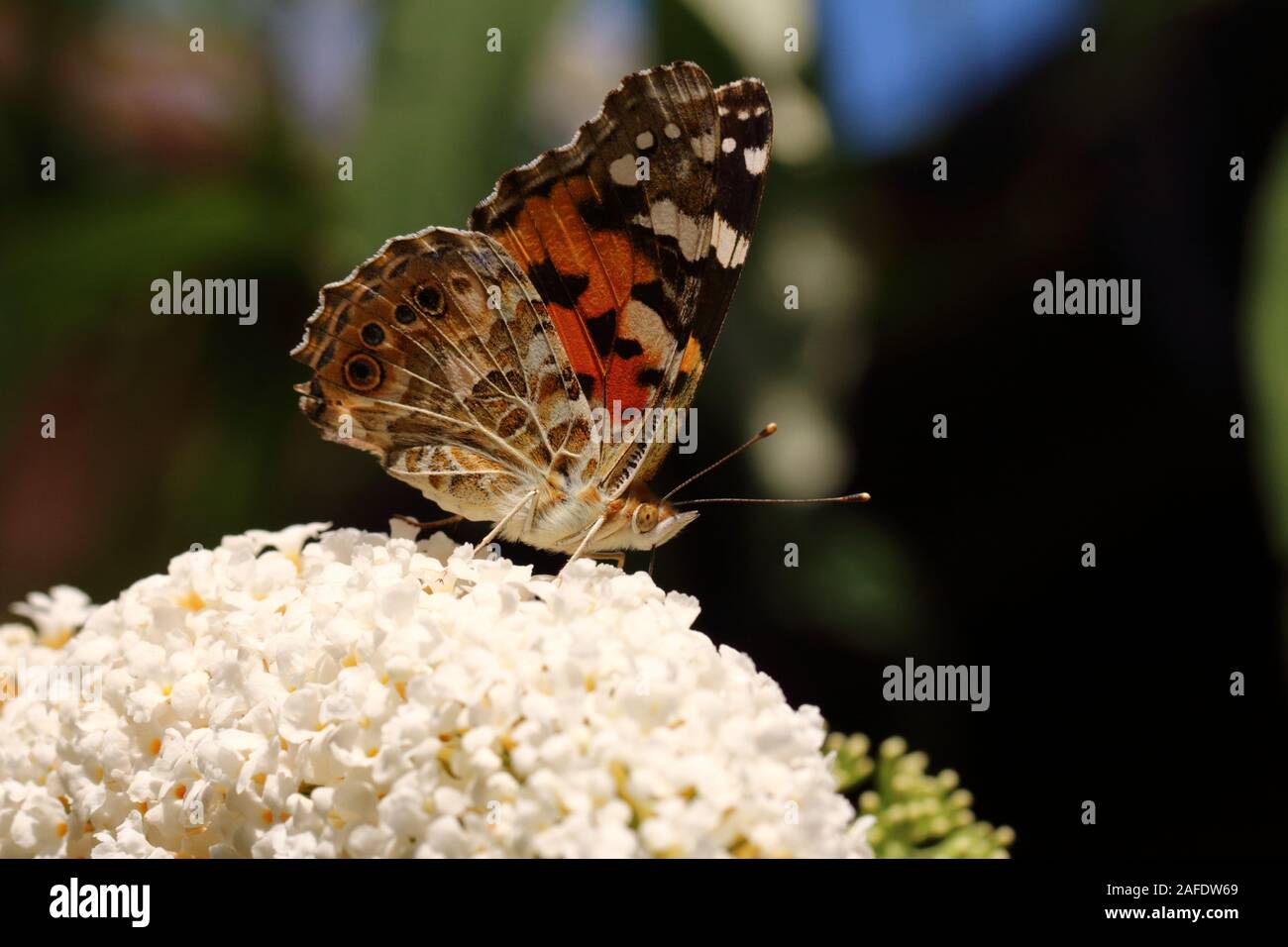 Painted Lady butterfly nectaring on Buddleia Stock Photo