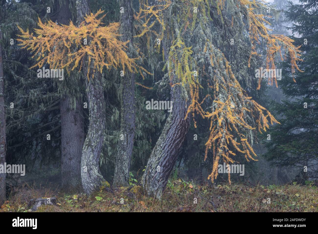 Beautiful autumn larch trees at Lago d'Antorno Stock Photo