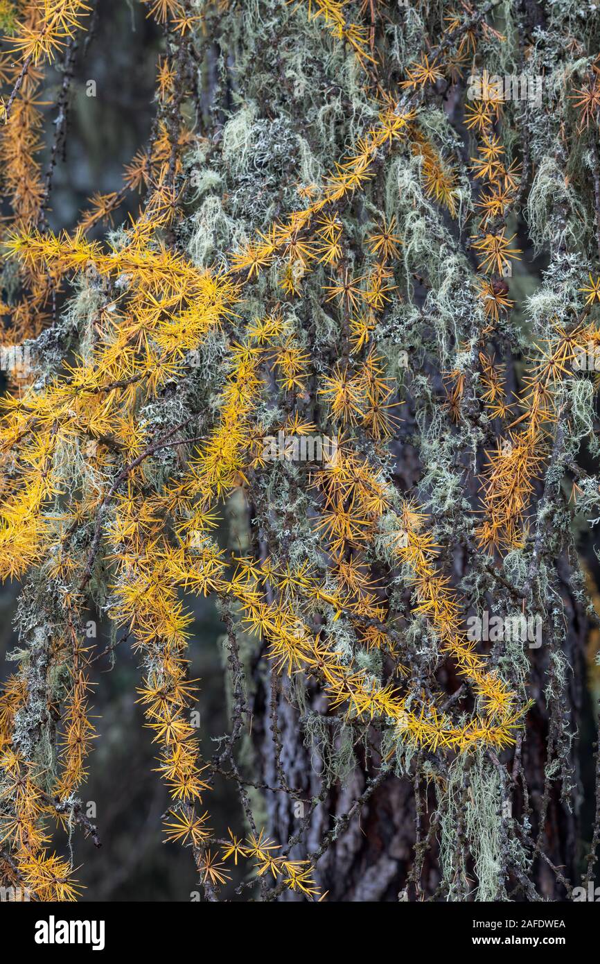 Beautiful autumn larch trees at Lago d'Antorno Stock Photo