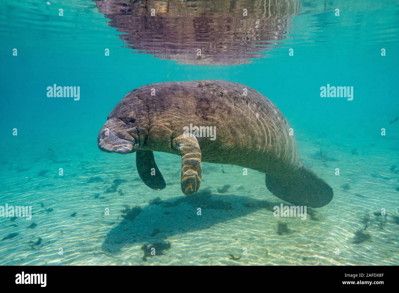 Florida Manatee High Resolution Stock Photography and Images - Alamy