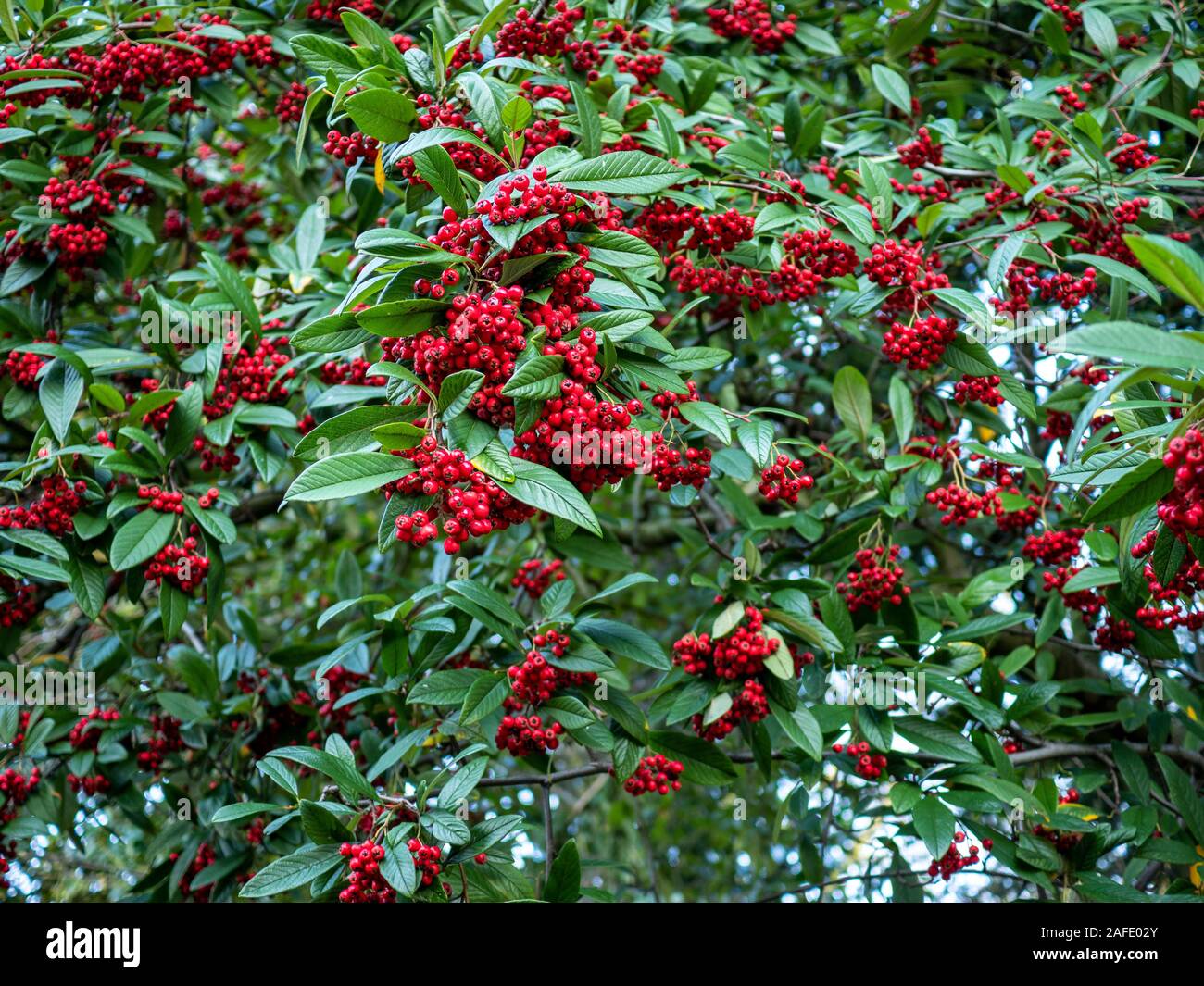 Willowleaf cotoneaster bush (Cotoneaster salicifolius) with abundant red berries and green leaves Stock Photo