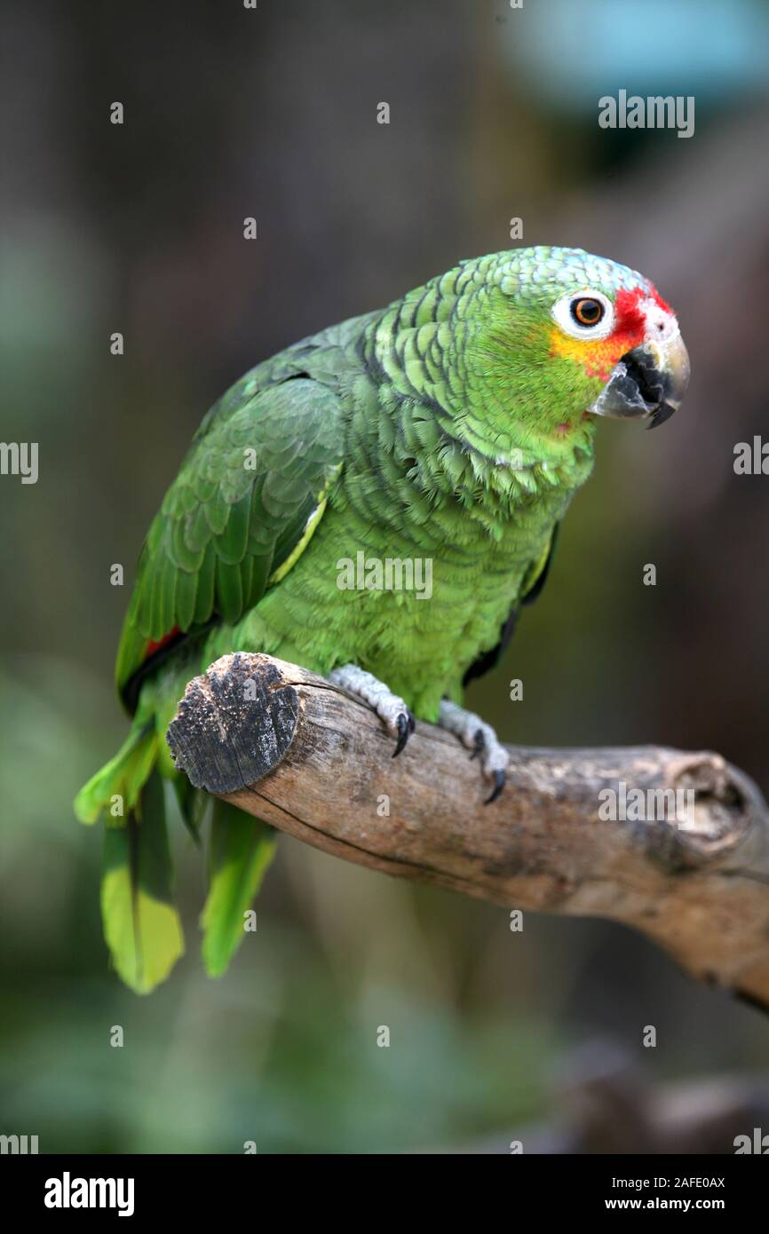 Ziervogel hi-res stock photography and images - Alamy