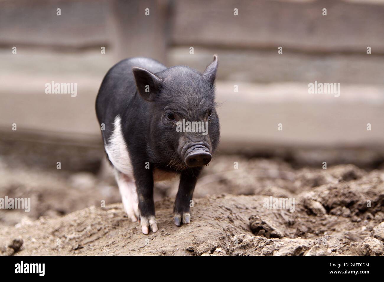 Mini Schwein Kleinschweinrasse Stock Photo 336524544 Alamy