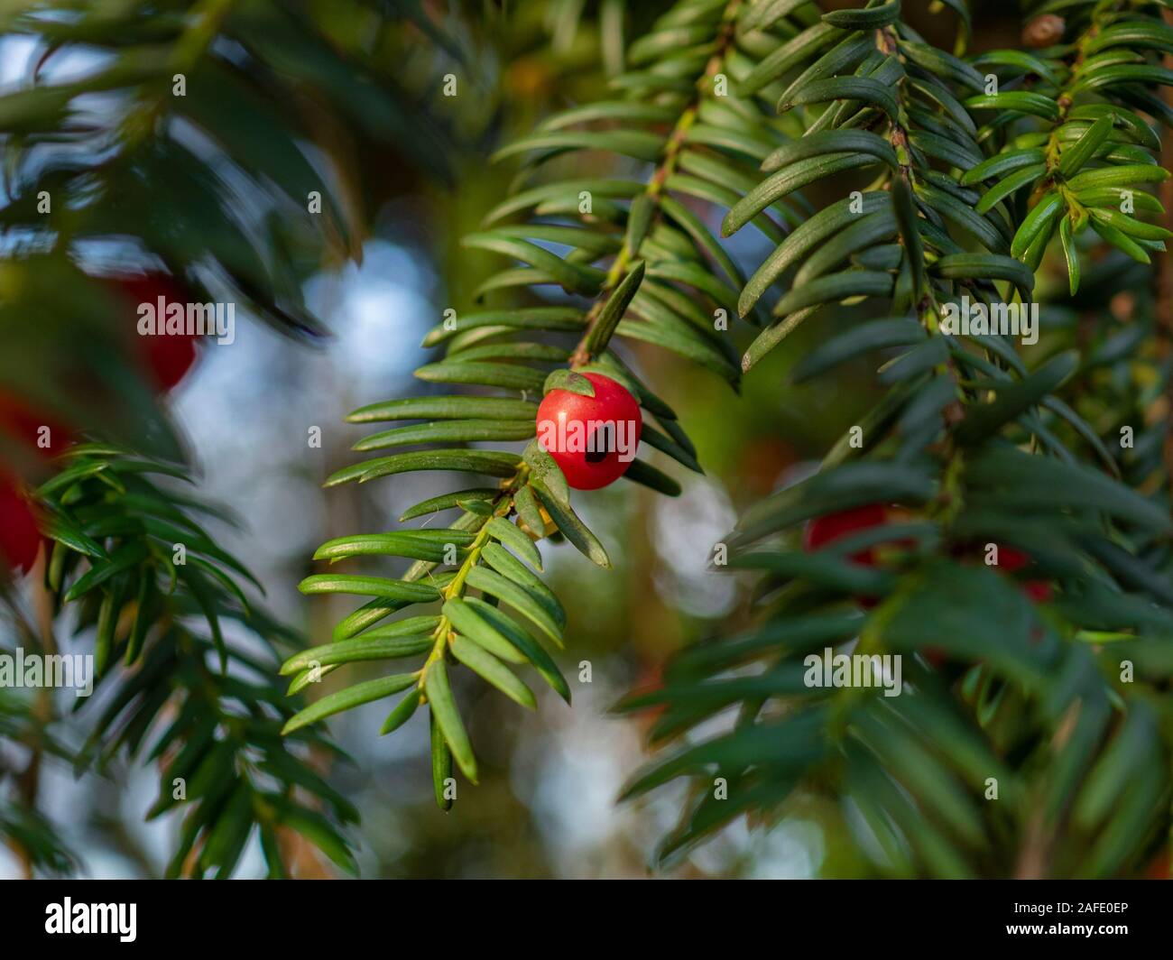 Branch of a yew tree, Taxus baccata, with green leaves and a single red berry Stock Photo