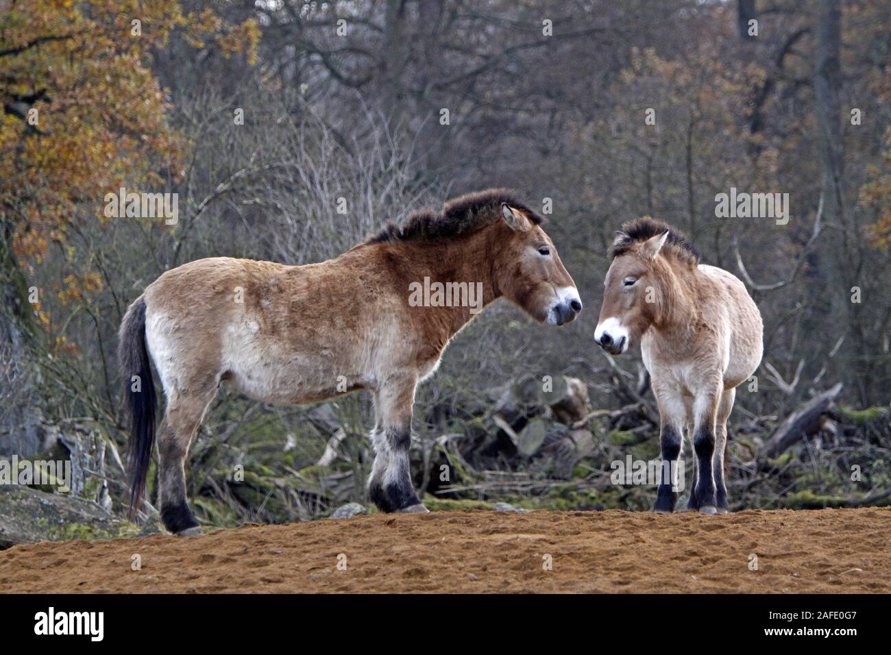 Przewalski-Pferd, Asiatisches Wildpferd, Stock Photo