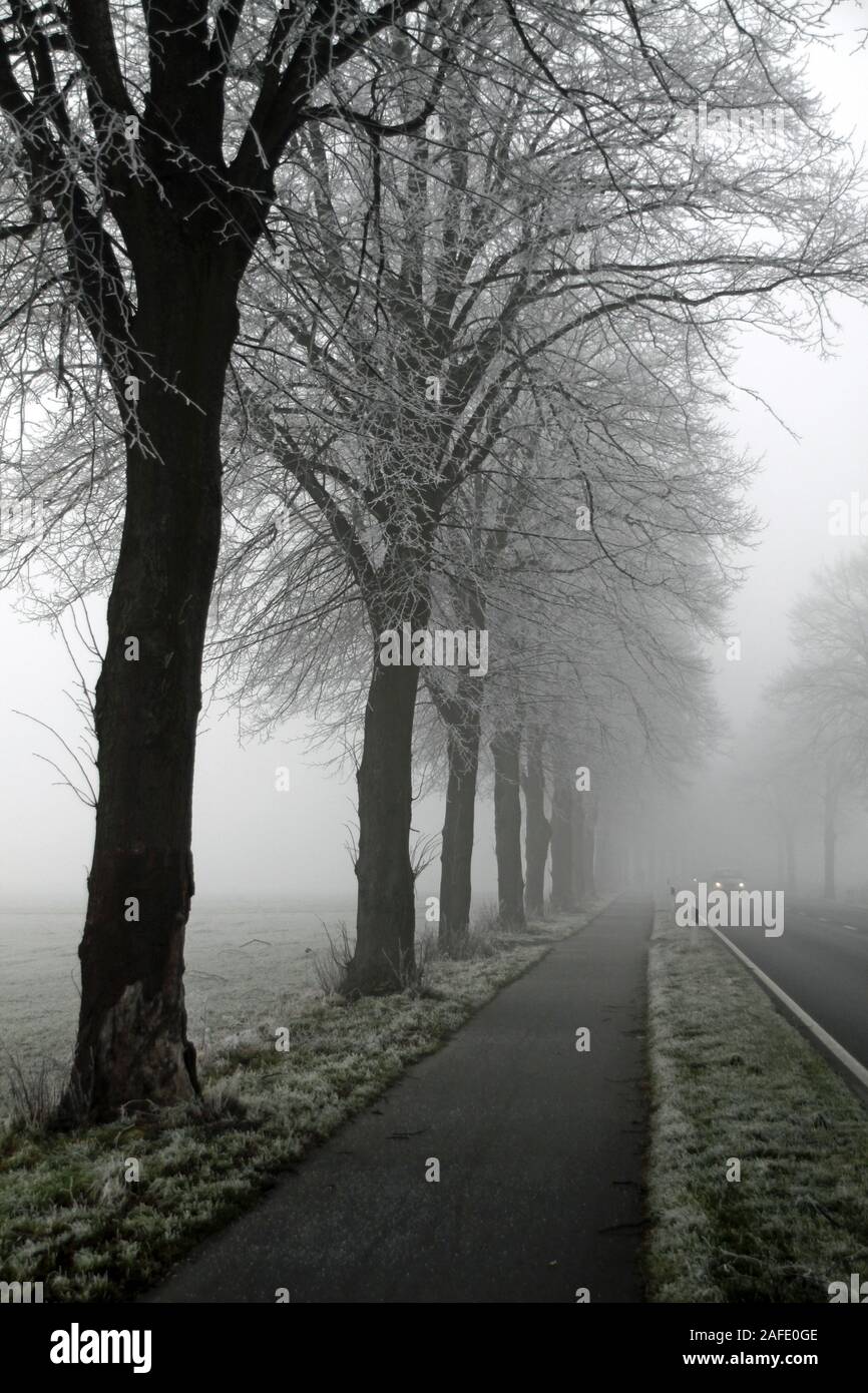 Baumreihe mit Straße im Nebel, Winter, Stock Photo