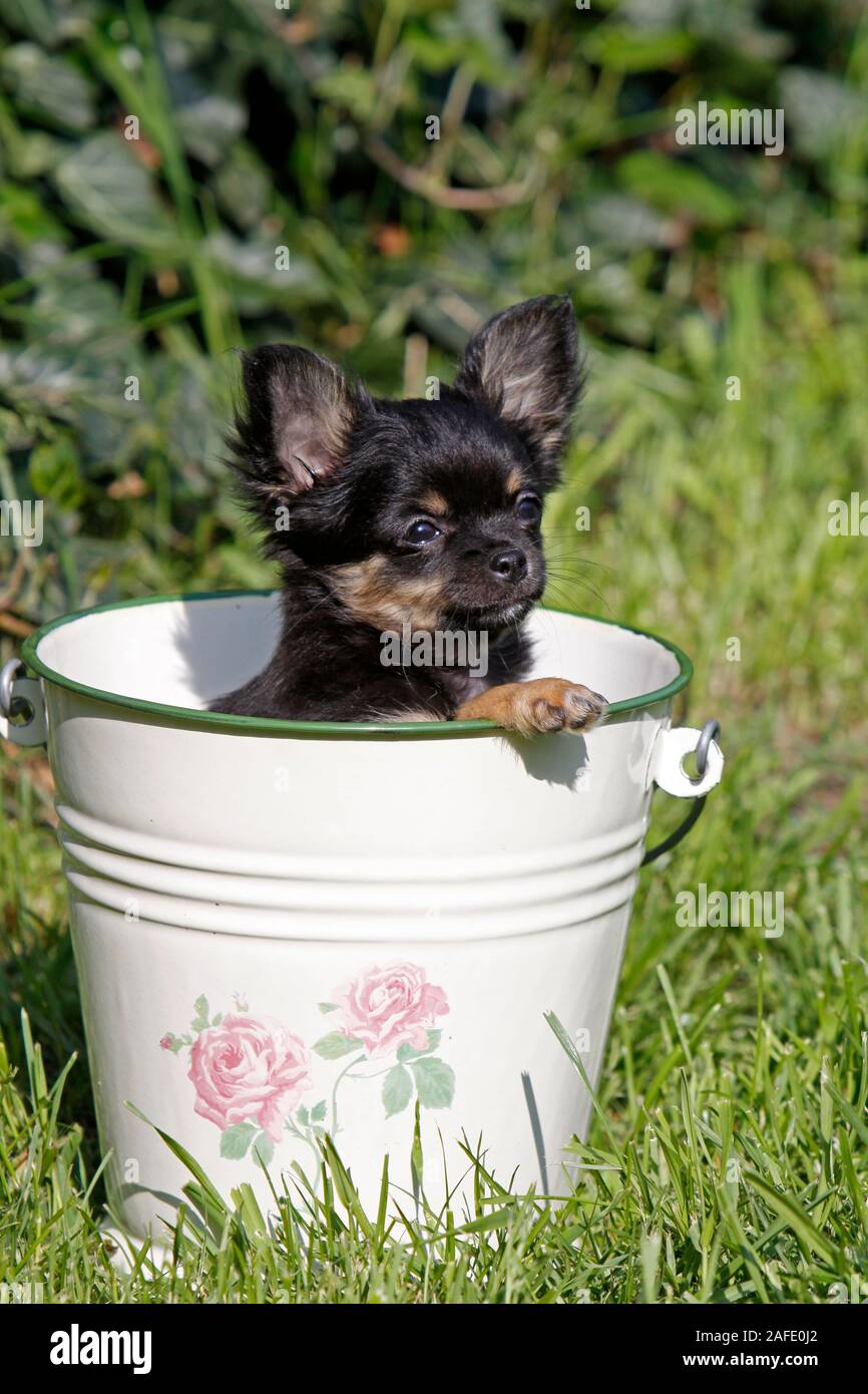 Chihuahua (Welpe) Stock Photo