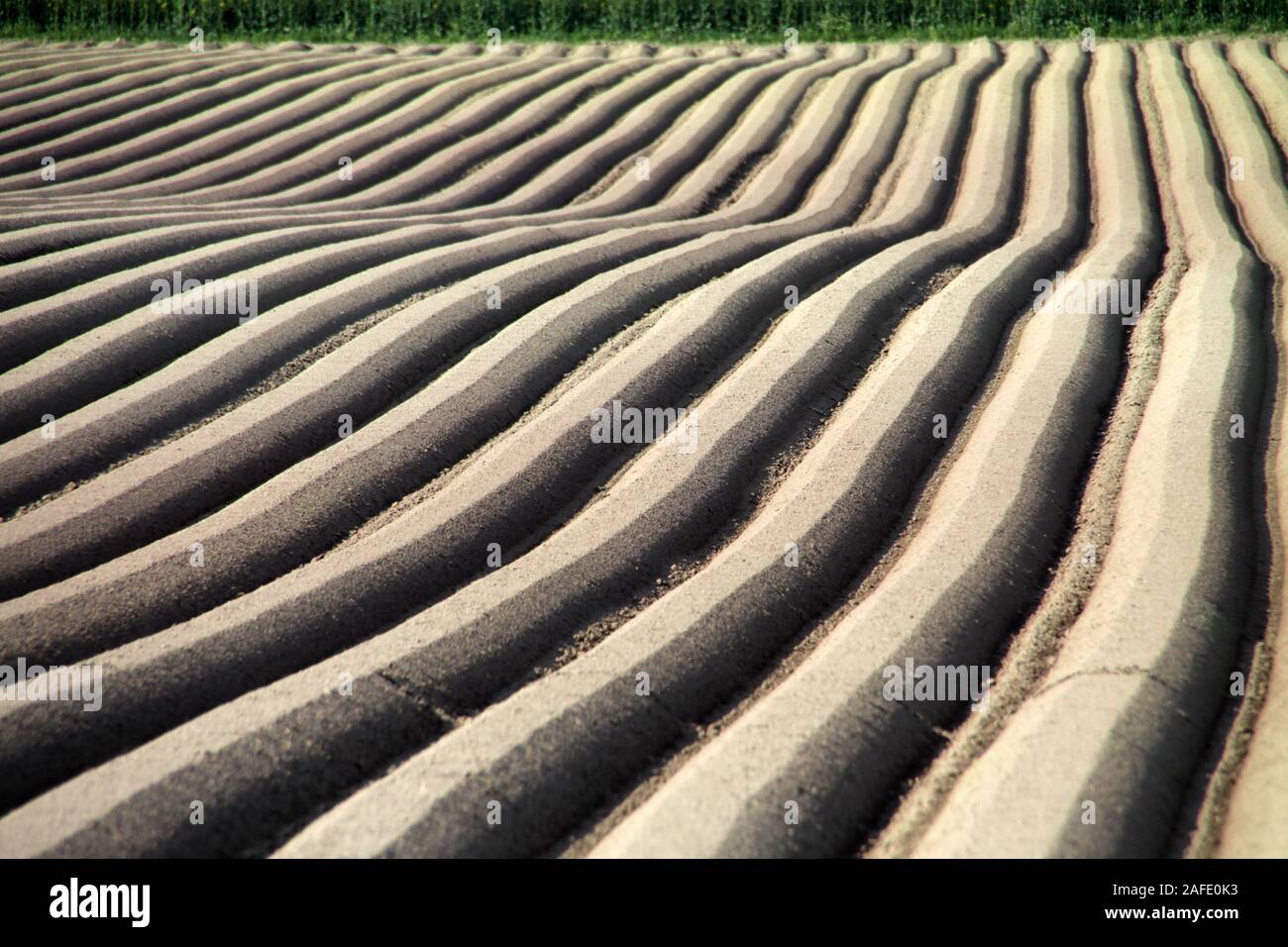 Ackerfurchen für Karottenanbau Stock Photo