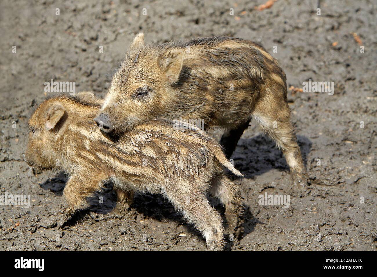Zwei junge Wildschweine, Frischling, Sus scrofa, Stock Photo