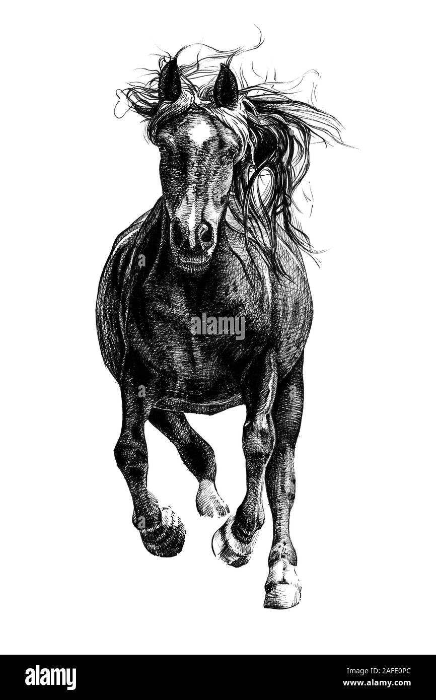 Hand drawn horse, sketch graphics monochrome illustration on white background (originals, no tracing) Stock Photo