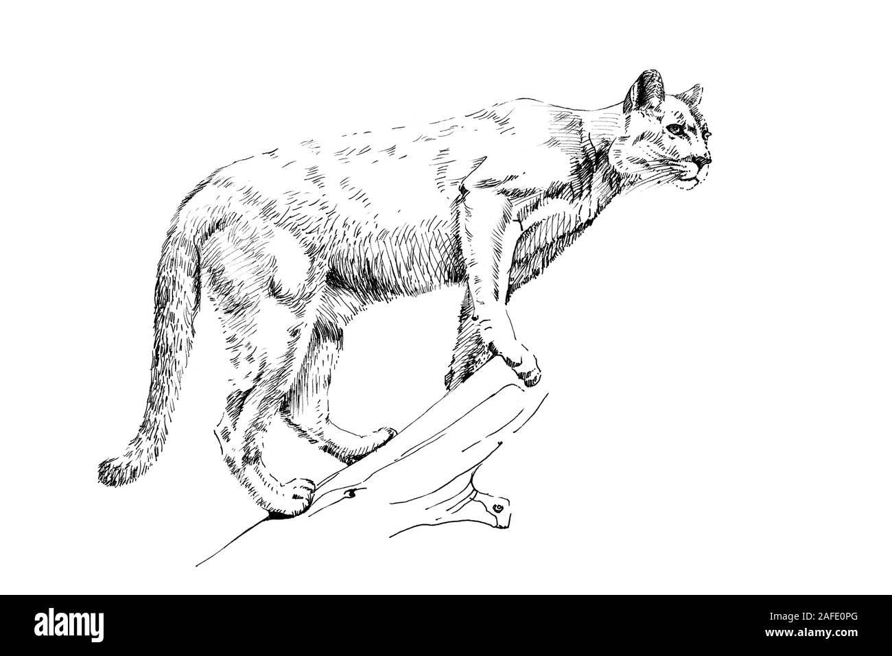 Hand drawn puma, sketch graphics monochrome illustration on white  background (originals, no tracing Stock Photo - Alamy