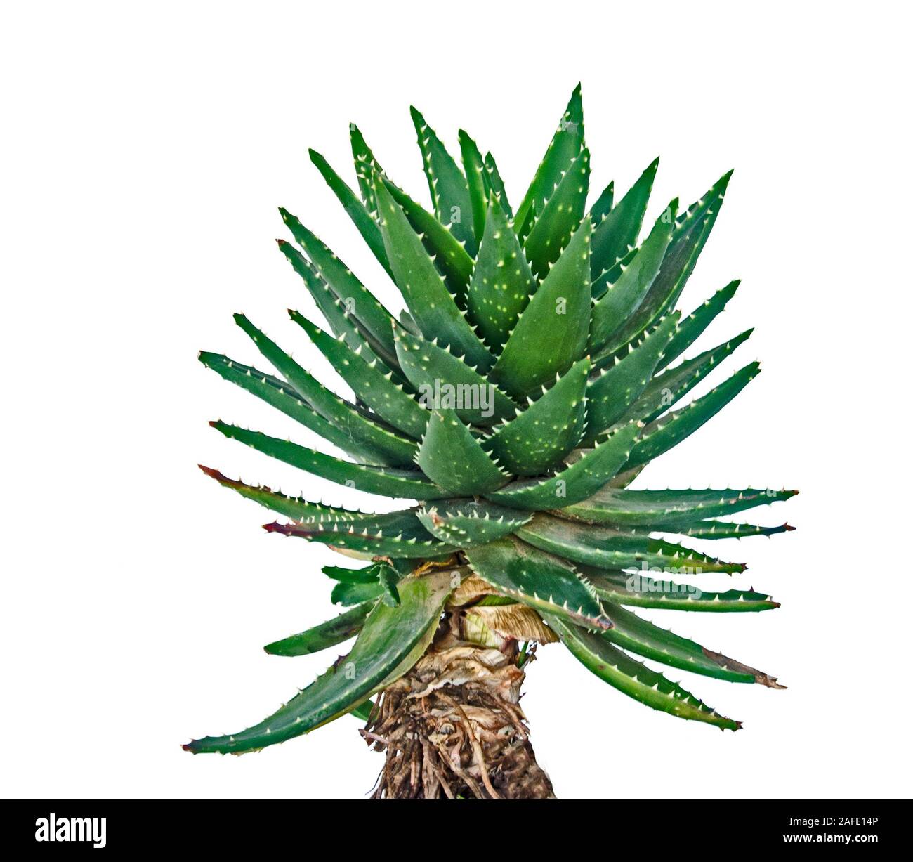 Aloe isolated on white background Stock Photo - Alamy