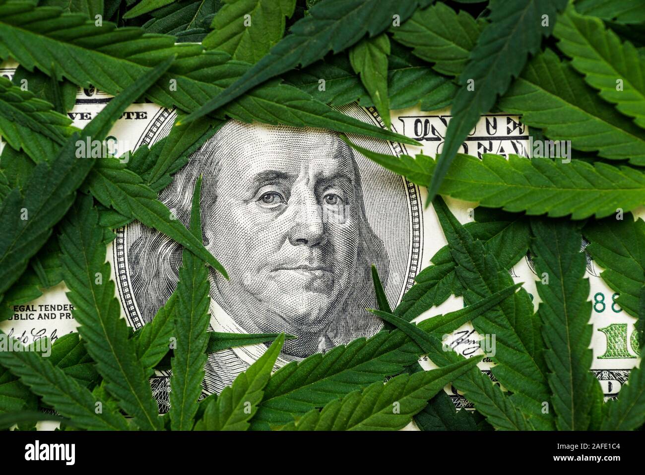 The face of Benjamin Franklin on the hundred dollar banknote among cannabis leaf. Money with marijuana leaves. Stock Photo