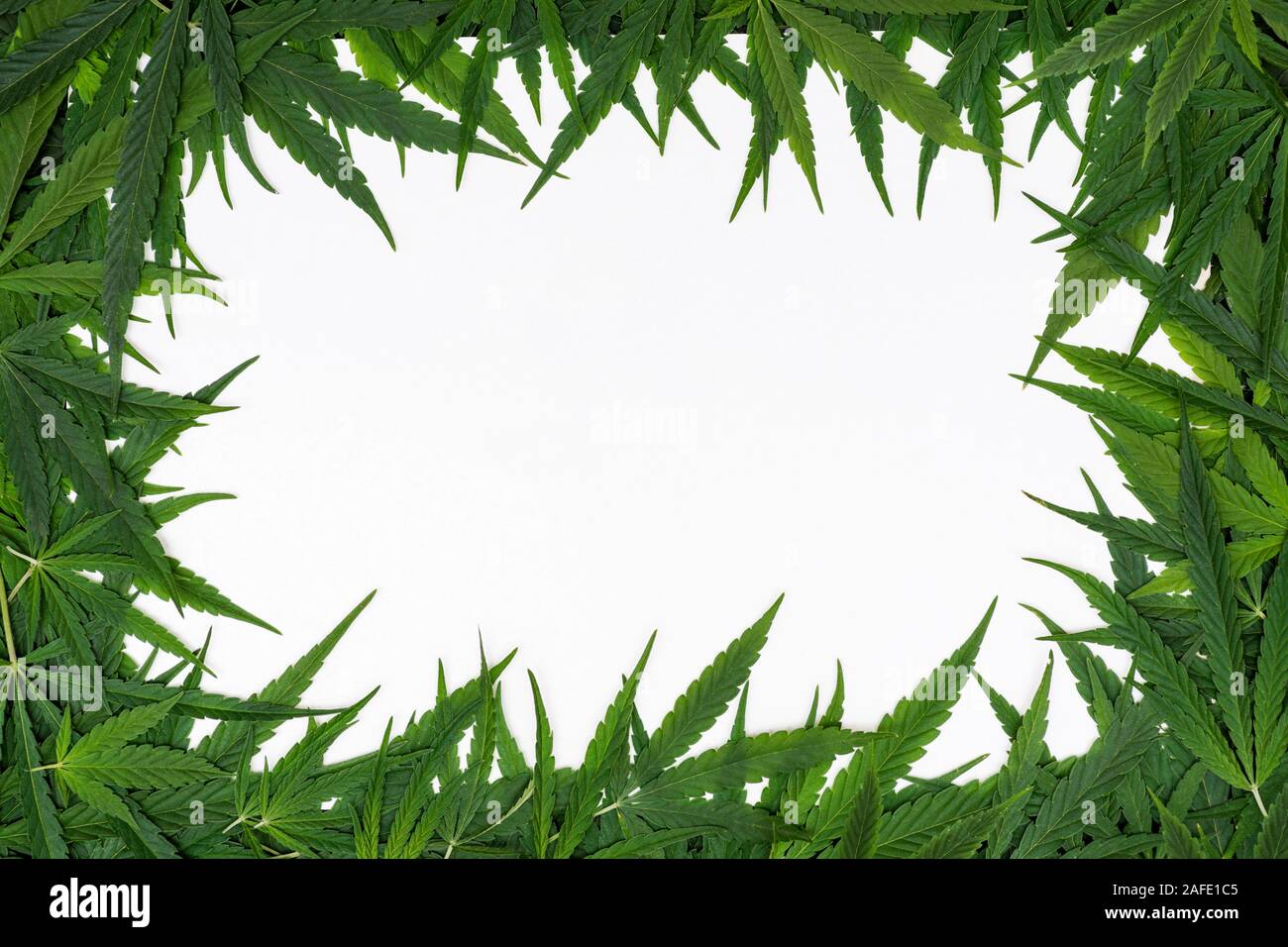 Creative layout made of green cannabis leaves. Green cannabis leafs frame with usable copy space in the middle. Stock Photo
