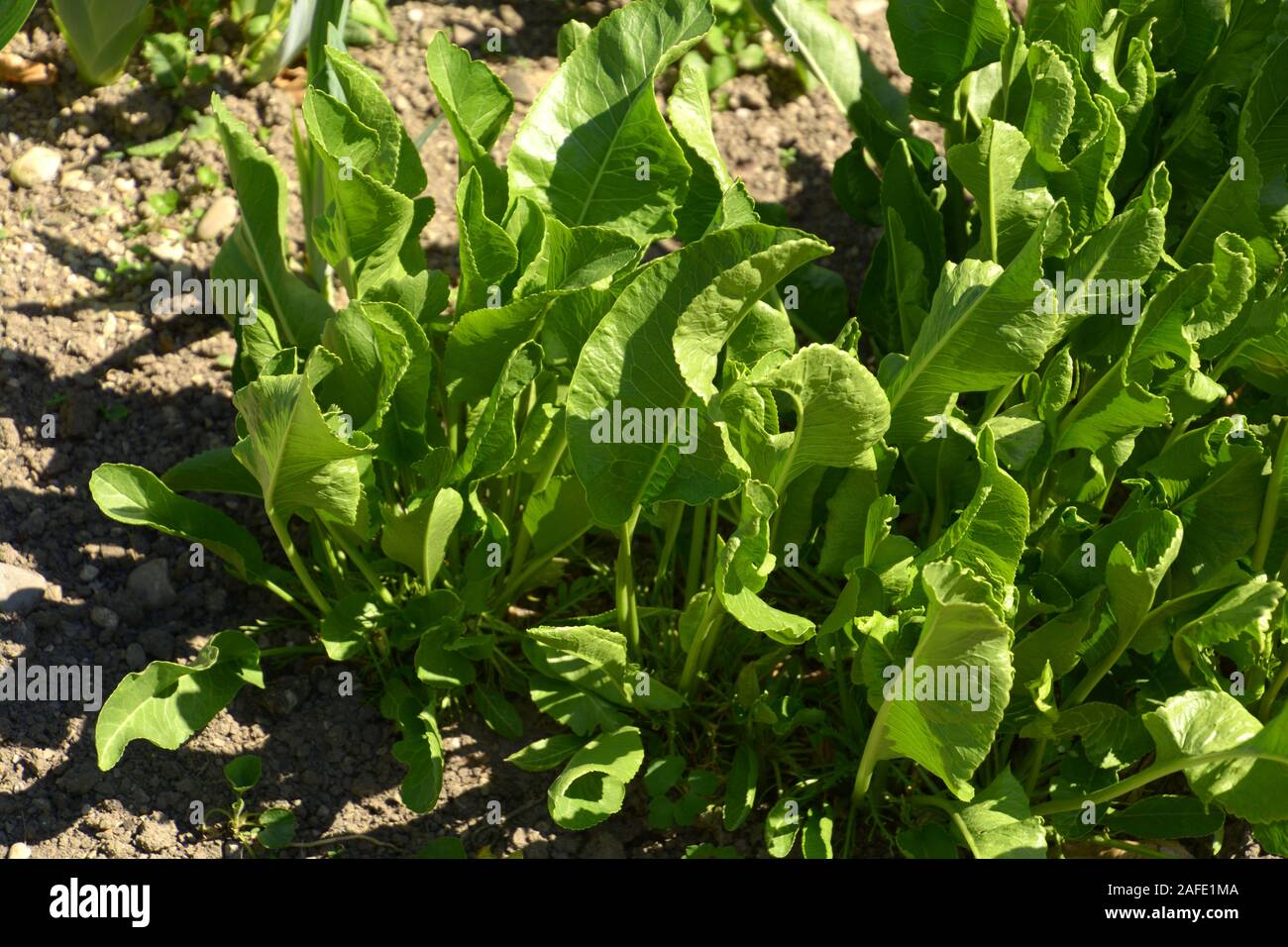 green and fresh foliage of the horseradish plant in spring sun