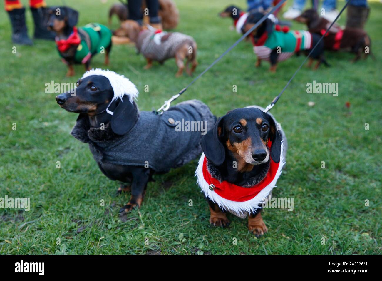 Hyde park hotsell dog walking