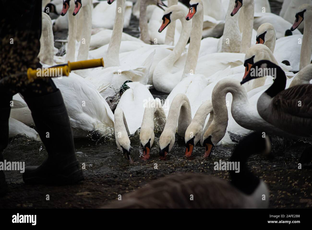 British Swans Stock Photo Alamy