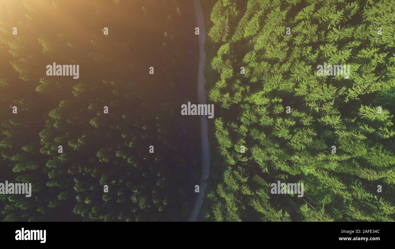 Aerial flight through pine forest hi-res stock photography and images ...