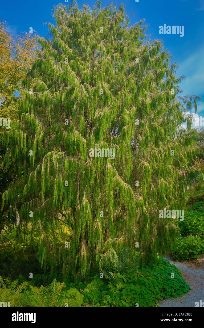 Pinus Patula, Mexican weeping pine, one of the superb examples of trees that you will find at the garden house, Devon Stock Photo
