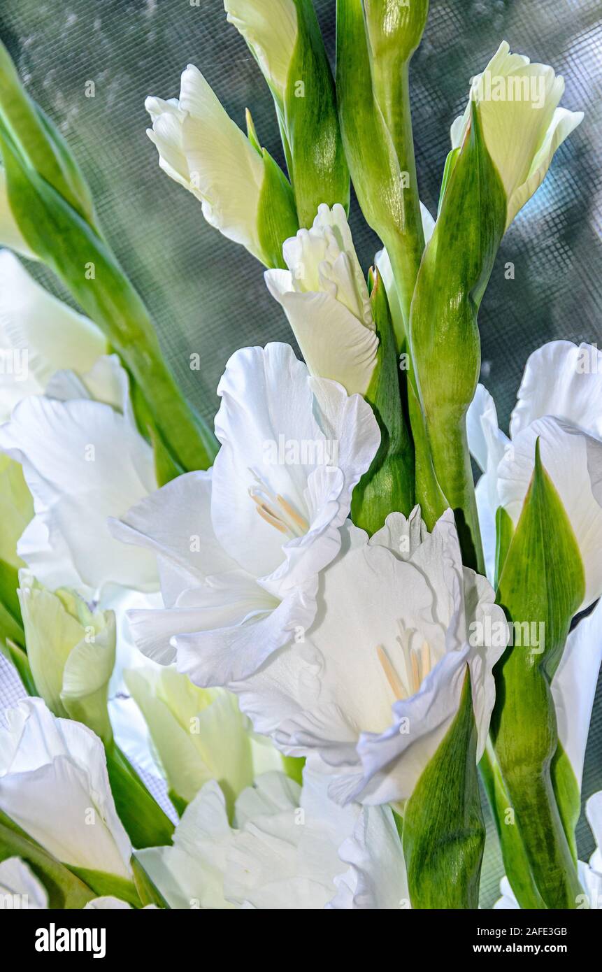 White Gladiolus imbricatus flower, close up Stock Photo