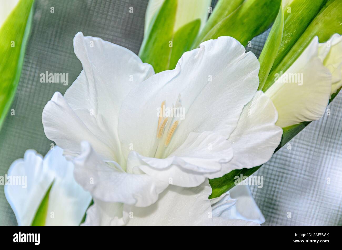 White Gladiolus imbricatus flower, close up Stock Photo