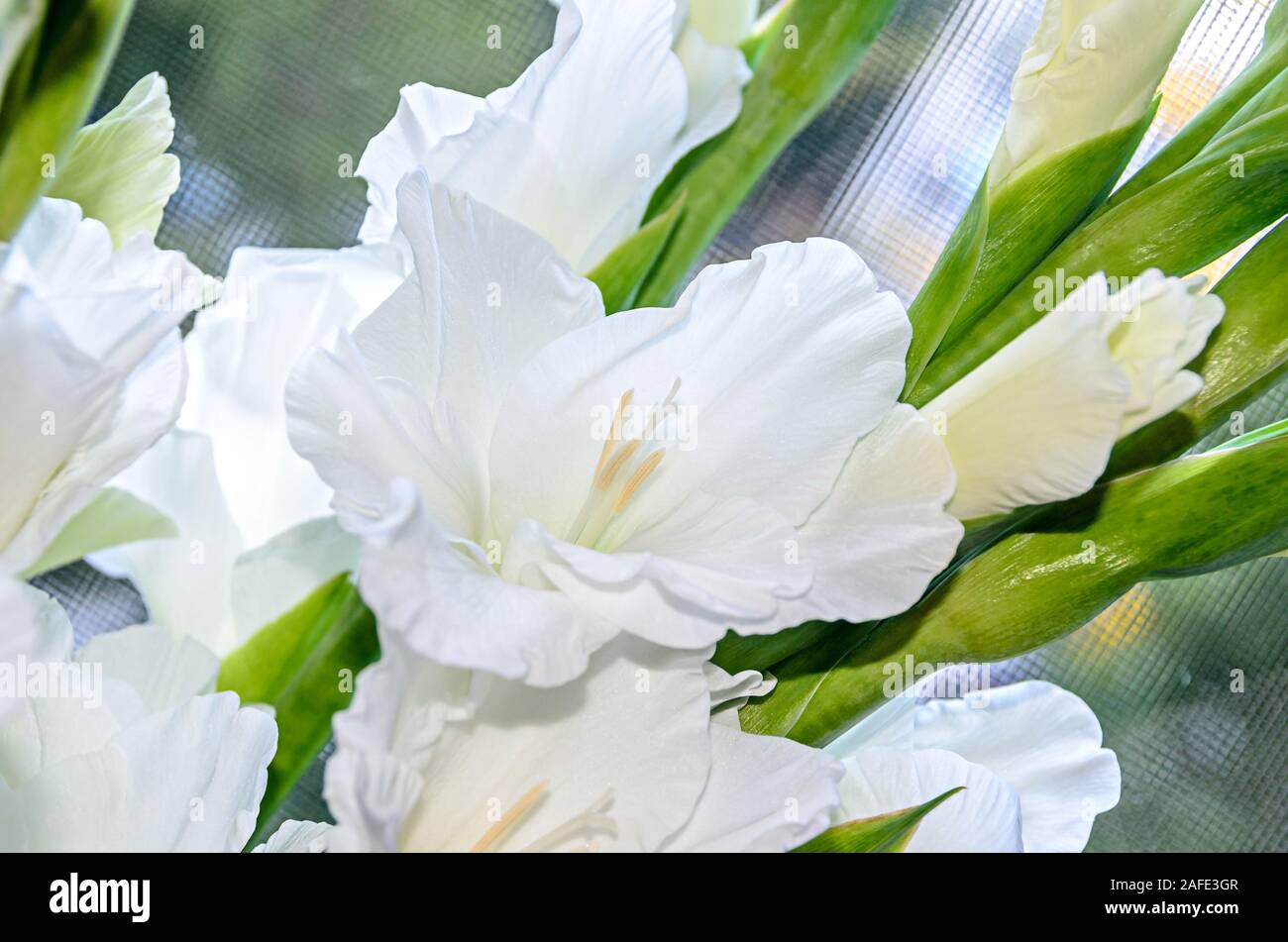 White Gladiolus imbricatus flower, close up Stock Photo