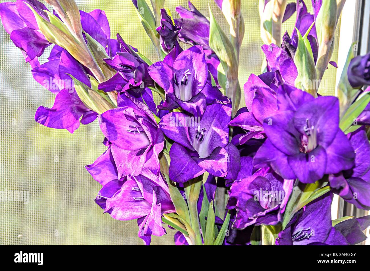 Blue violet Gladiolus imbricatus flowers, near window, close up. Stock Photo