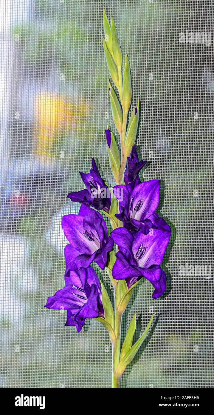 Blue violet Gladiolus imbricatus flowers, near window, close up. Stock Photo