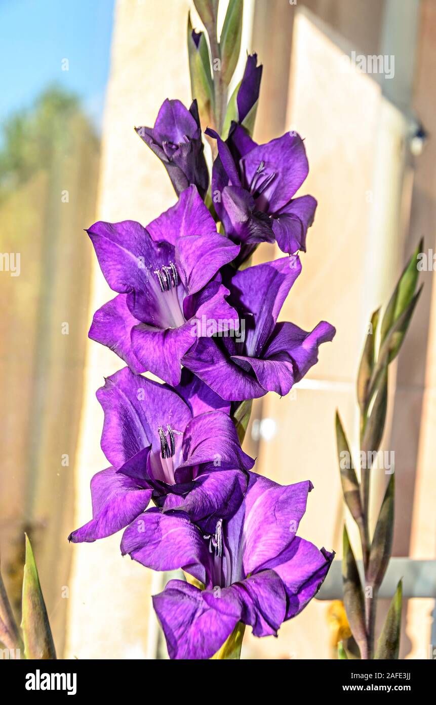 Blue violet Gladiolus imbricatus flowers, near window, close up. Stock Photo