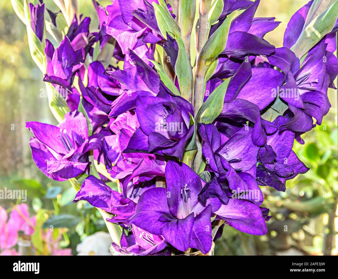 Blue violet Gladiolus imbricatus flowers, near window, close up. Stock Photo