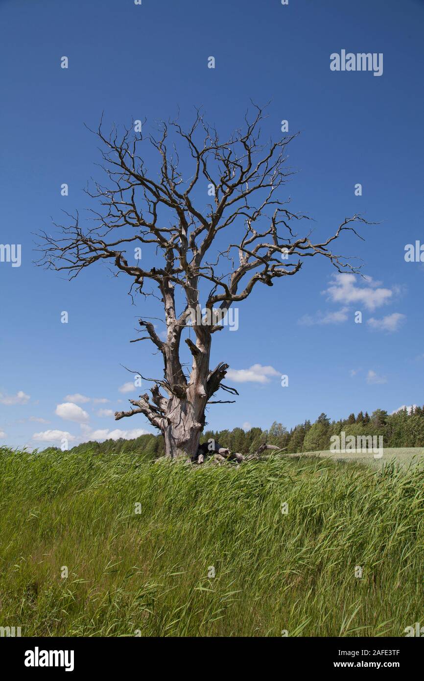 blueDEAD DRY TREE in summer remains as the home of insects of various kinds Stock Photo