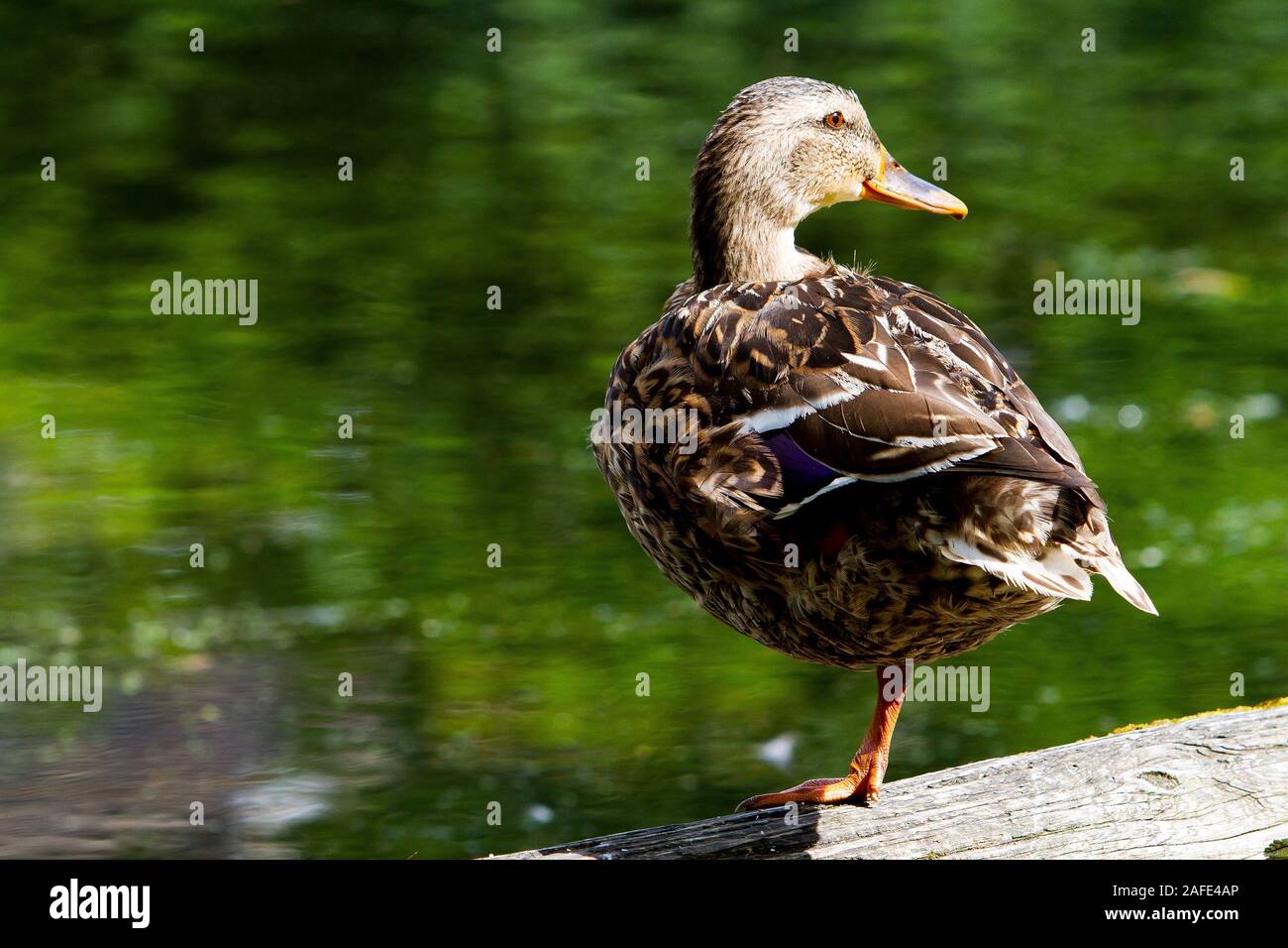 female mallard duck Stock Photo