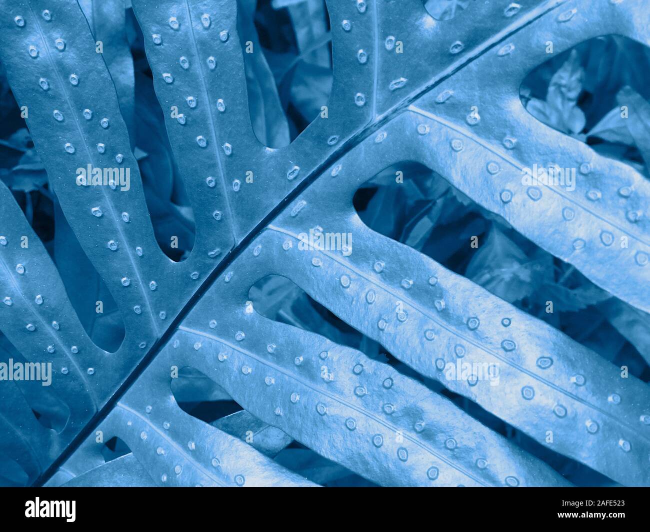 Closeup of the leaf toned in blue Stock Photo
