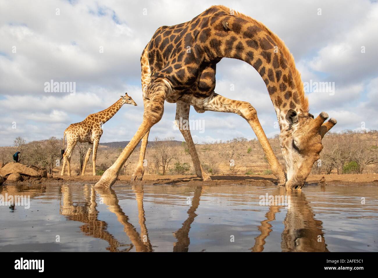 A giraffe bending over drinking from a pool with another in the background Stock Photo