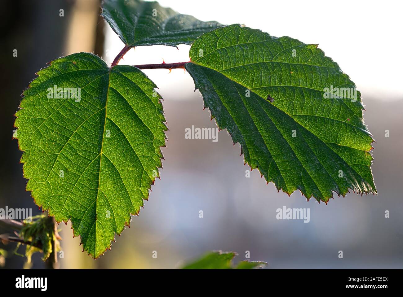 Withered leaves snow on top hi-res stock photography and images - Alamy