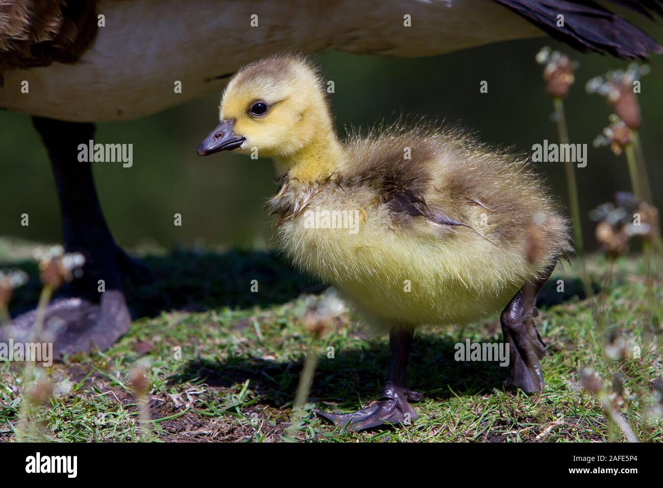 baby canada geese Stock Photo