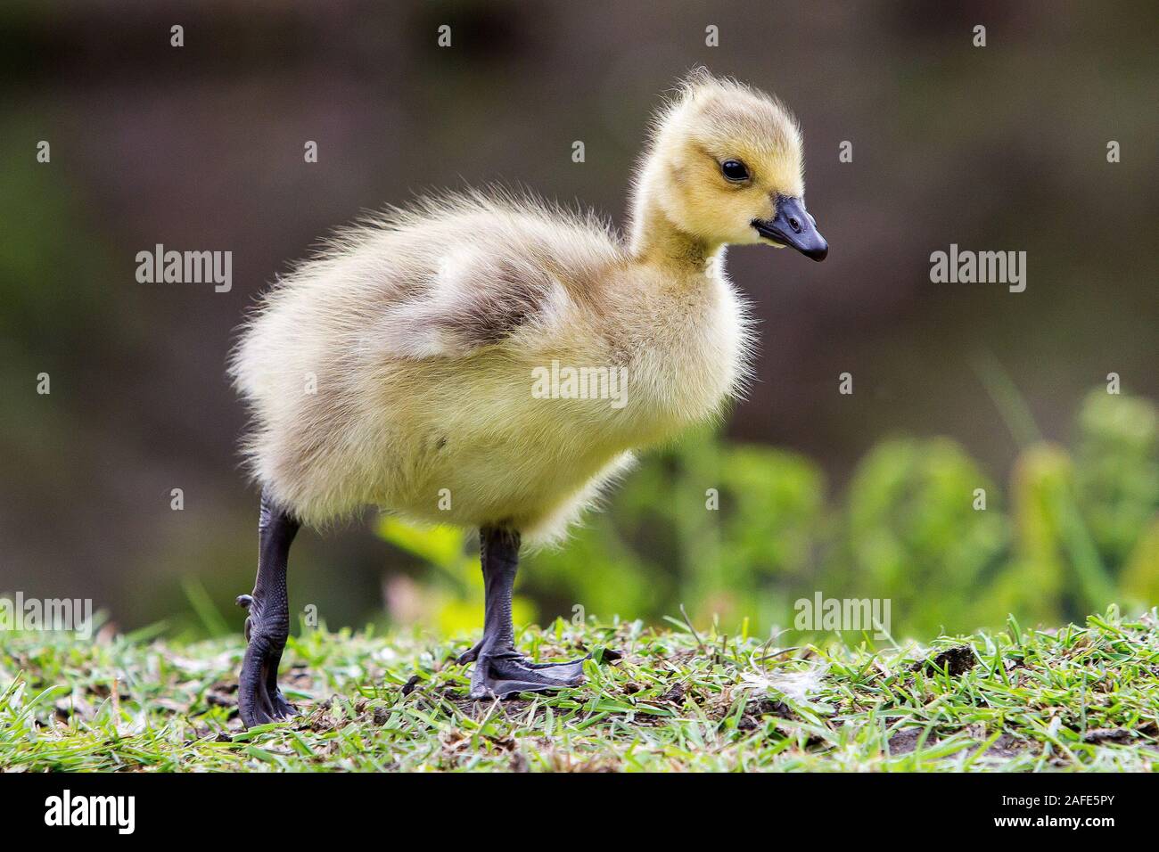 baby canada geese Stock Photo