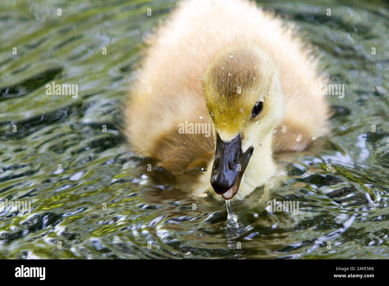 baby canada geese Stock Photo