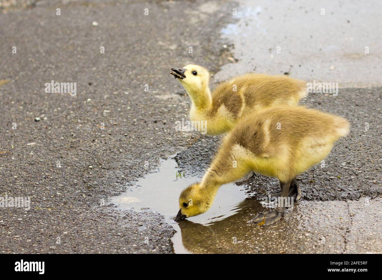 baby canada geese Stock Photo Alamy