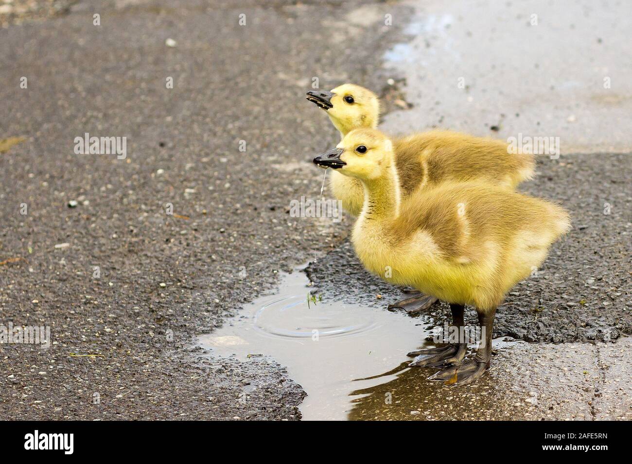 baby canada geese Stock Photo