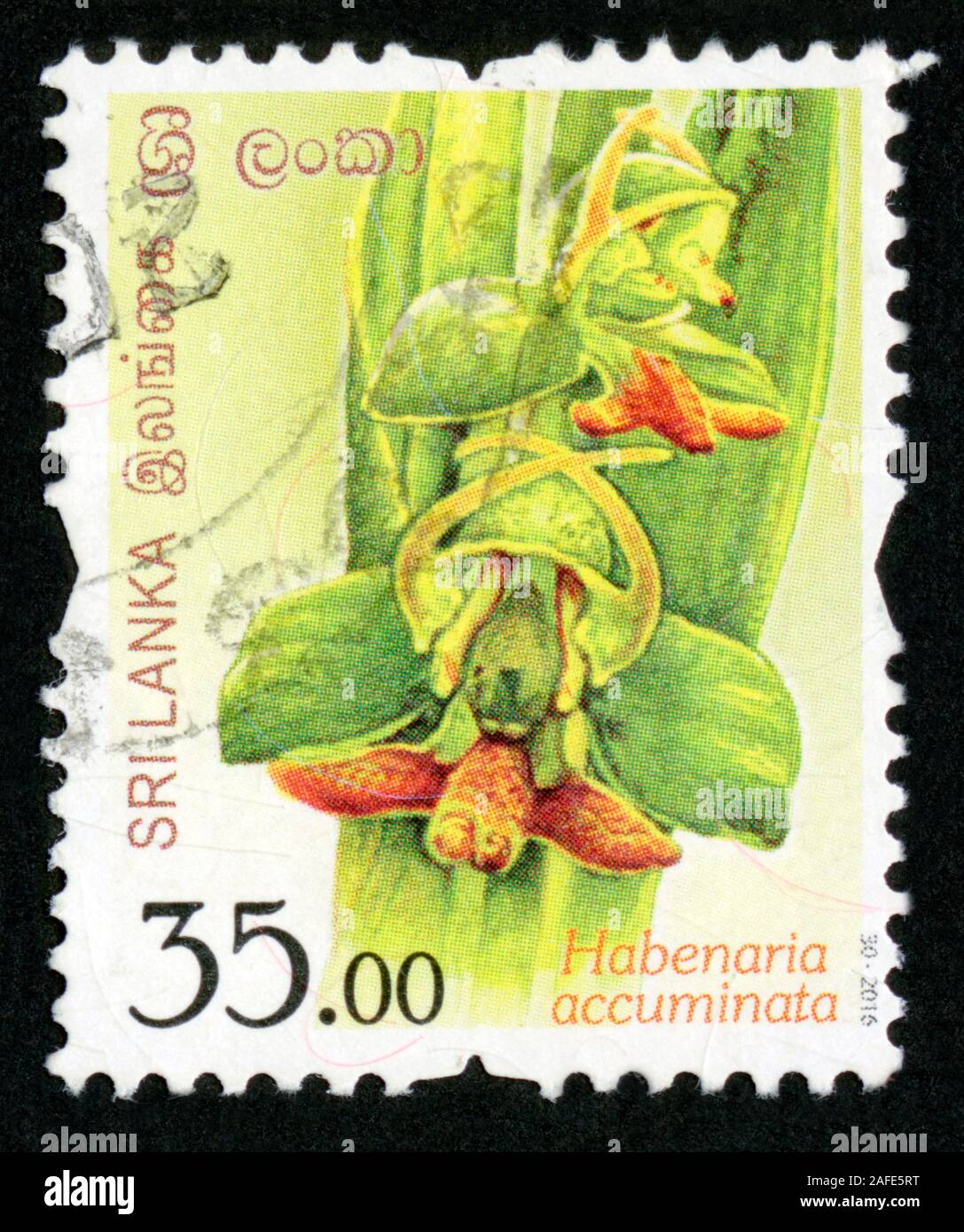 Stamp print in Sri Lanka,flowers, Habenaria accuminata Stock Photo