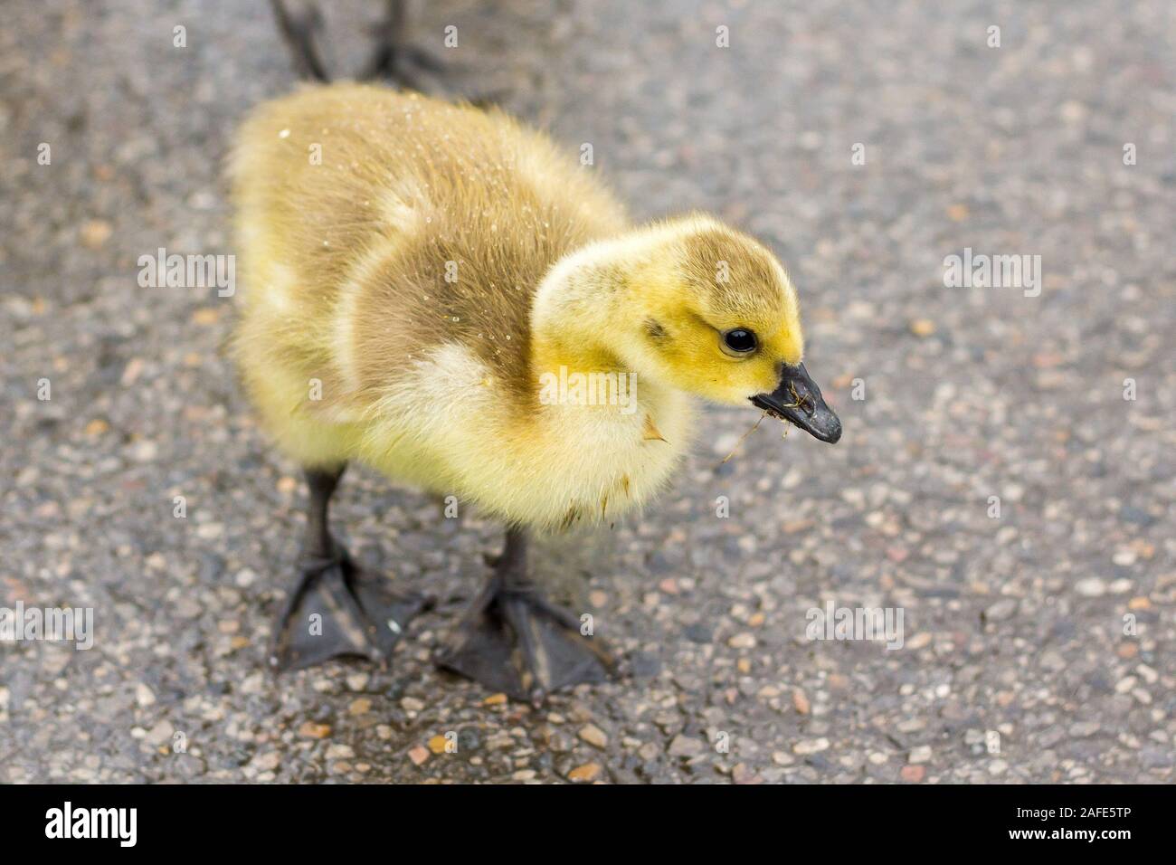 baby canada geese Stock Photo