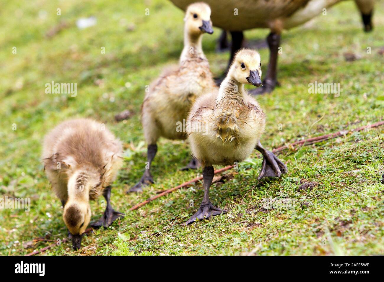 baby canada geese Stock Photo