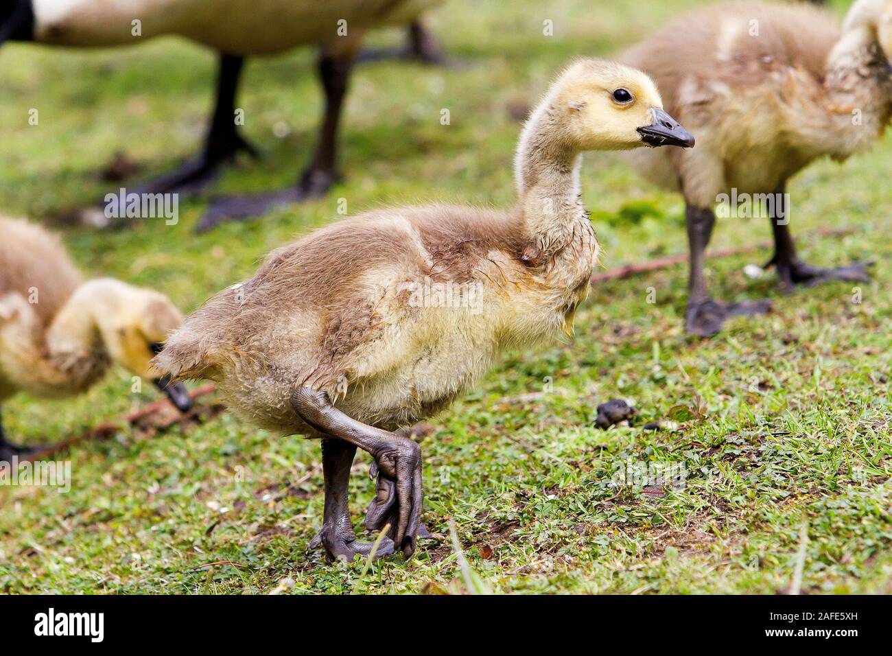 baby canada geese Stock Photo