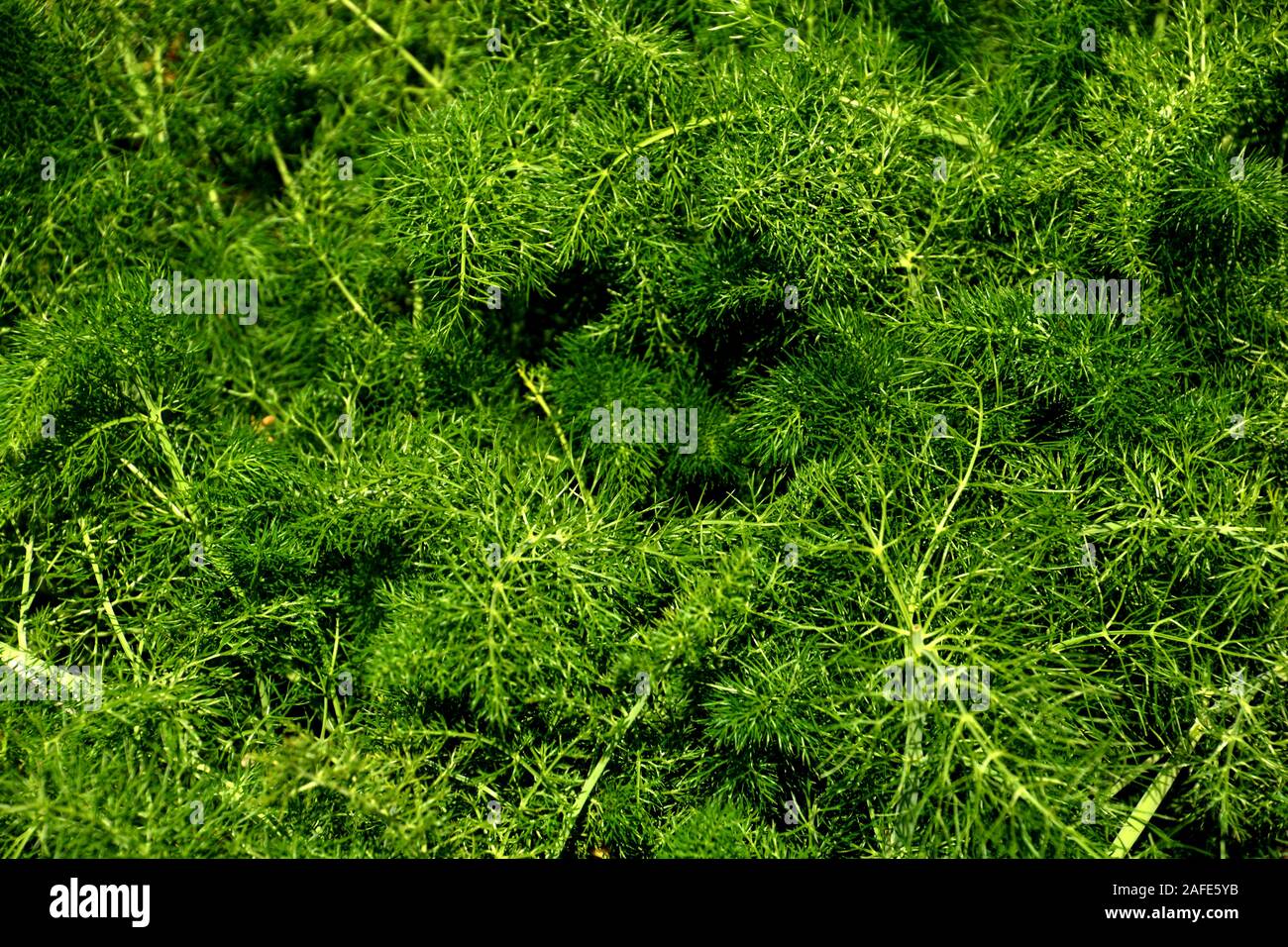 fennel plant with green feathery leaves in spring sun, foeniculum
